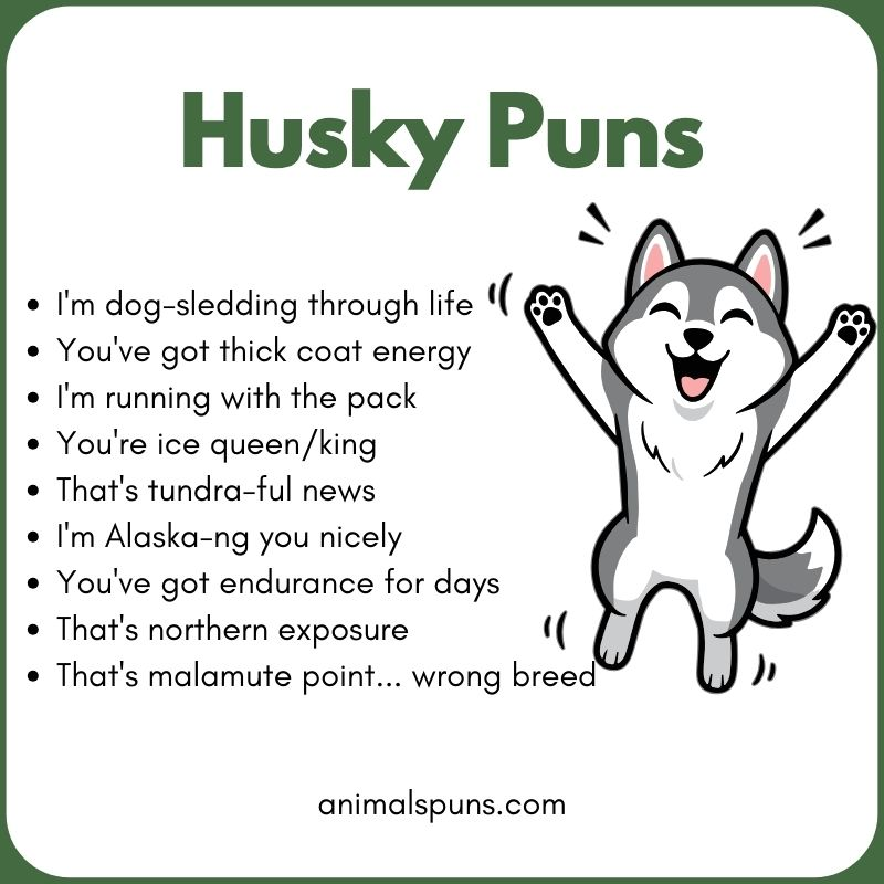 Hilarious Husky One Liners: husky pun illustration