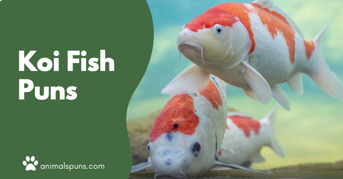Koi Fish puns