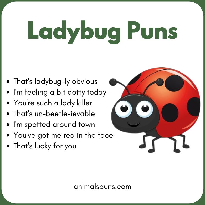 Best Ladybug Puns of All Time: ladybug pun illustration