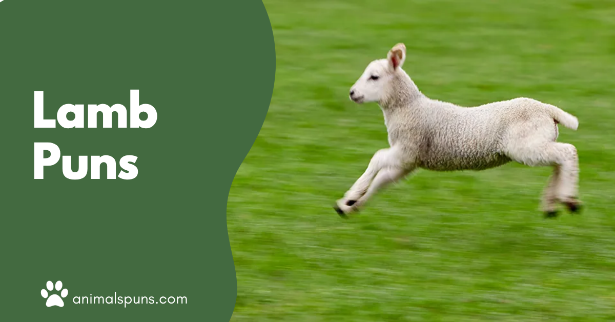 Lamb puns