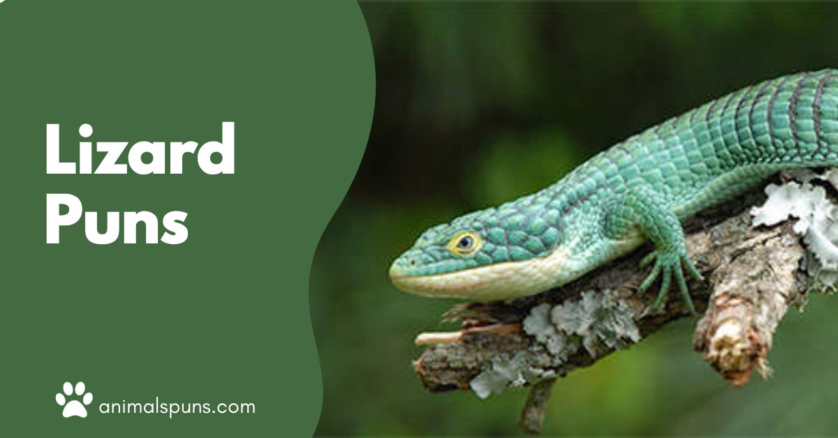 Lizard puns
