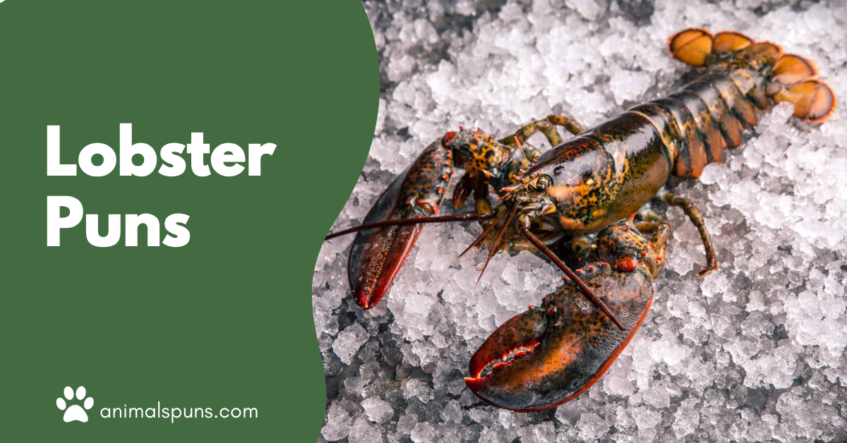 Lobster puns