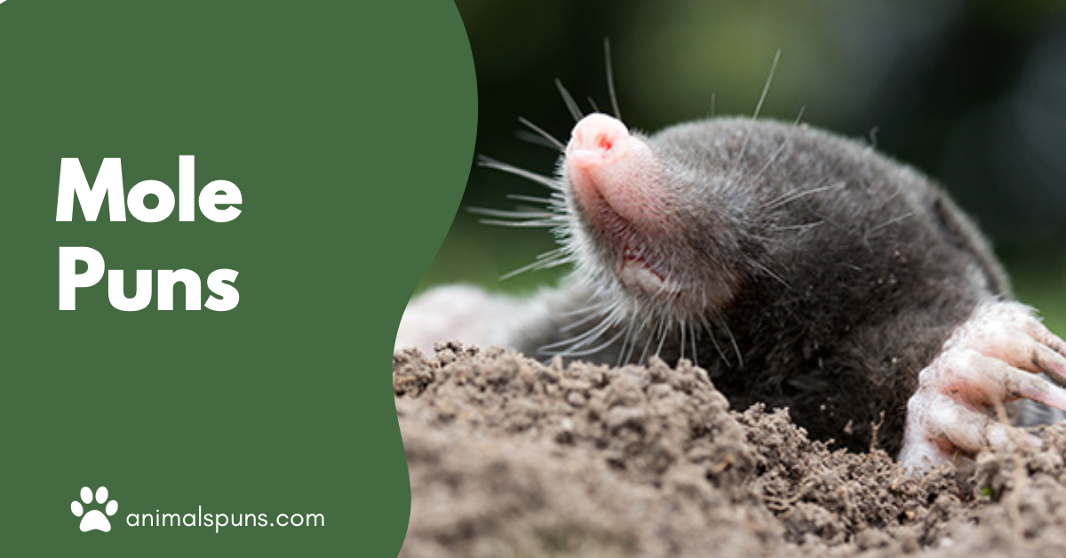 Mole puns