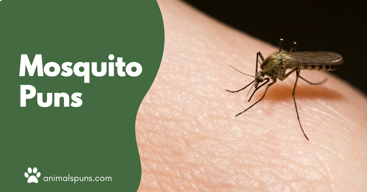 Mosquito puns