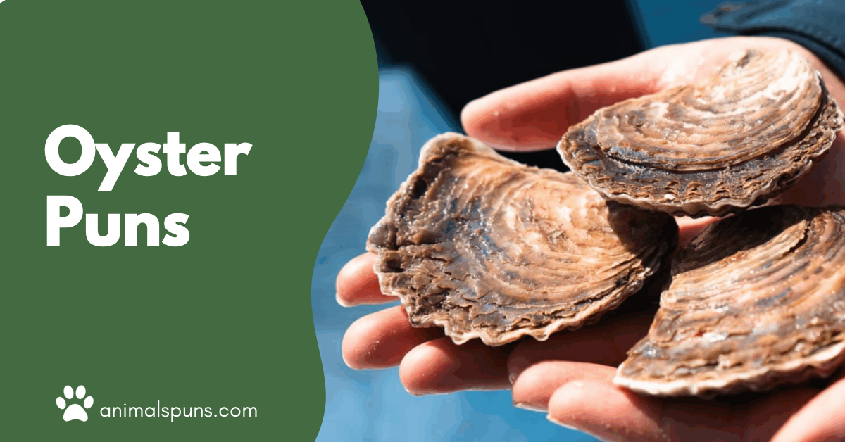 Oyster puns