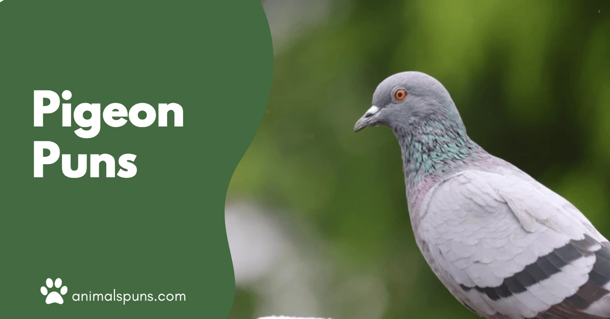 Pigeon puns