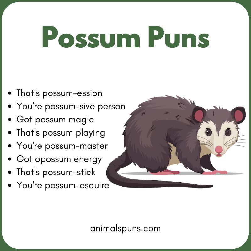 Short One-Line Possum Puns: possum pun illustration