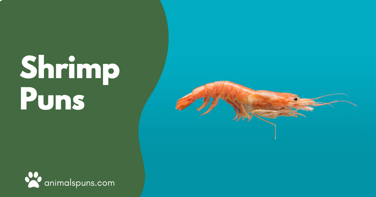 Shrimp puns