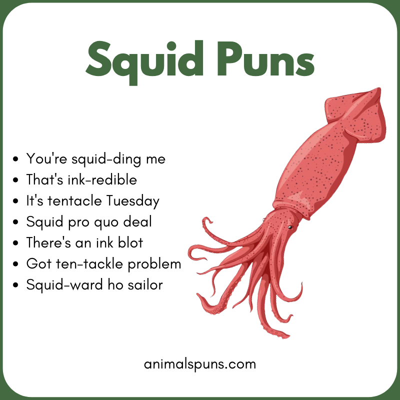 Best Squid Puns of All Time: squid pun illustration