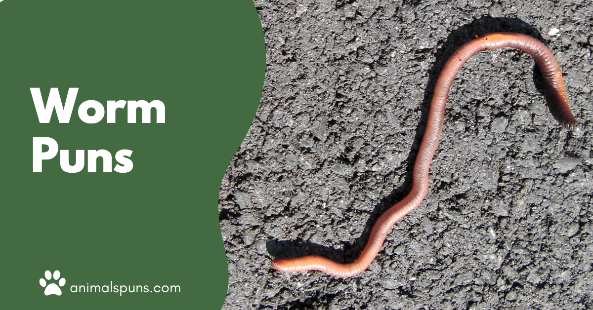 Worm puns