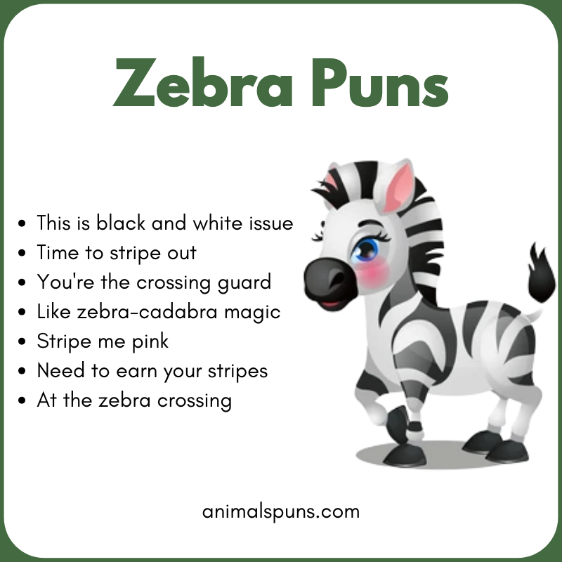 Short One-Liner Zebra Puns: zebra pun illustration