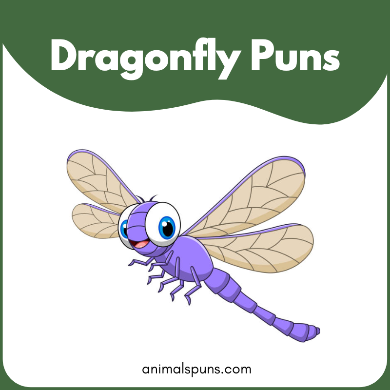 Dragonfly puns