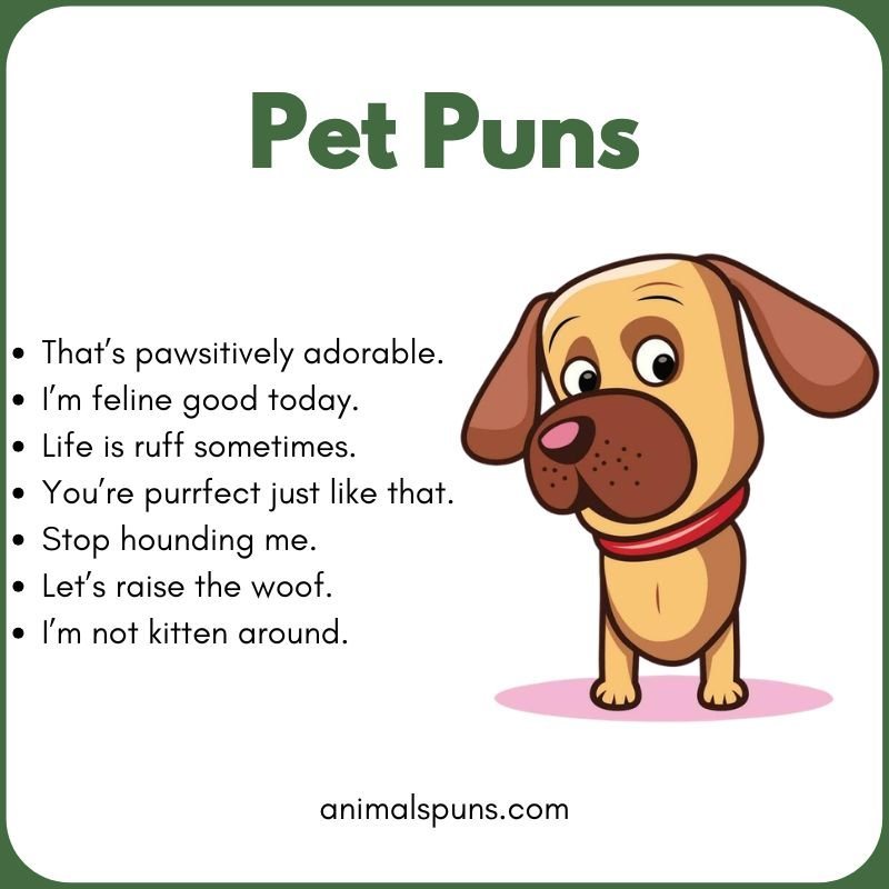 Cat Puns That Are Simply Purr-fect: pet pun illustration