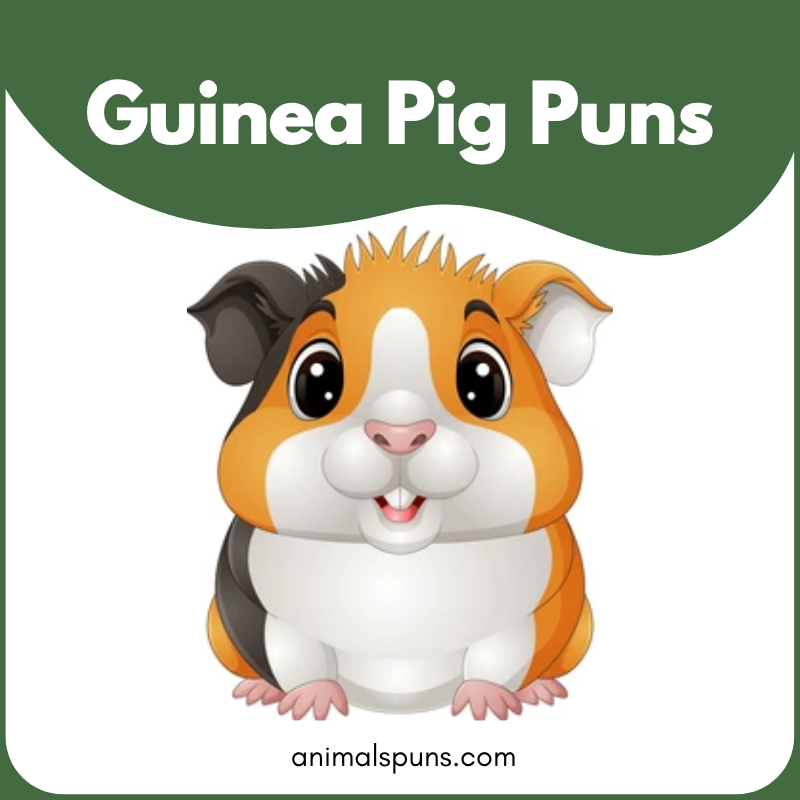 Guinea Pig puns