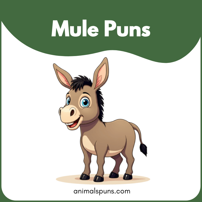 Mule puns