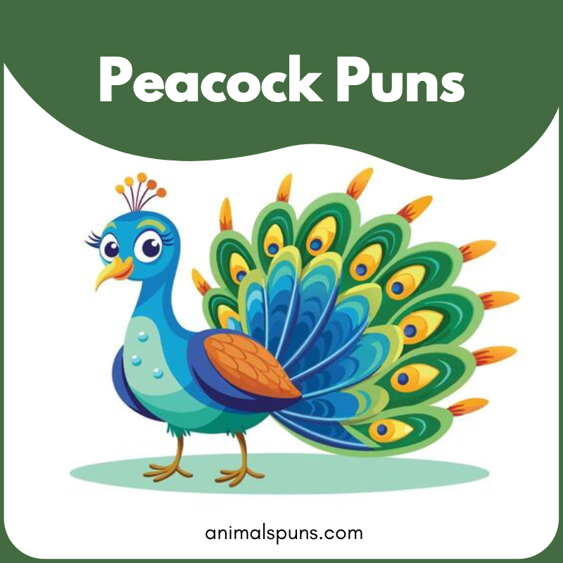 Peacock puns
