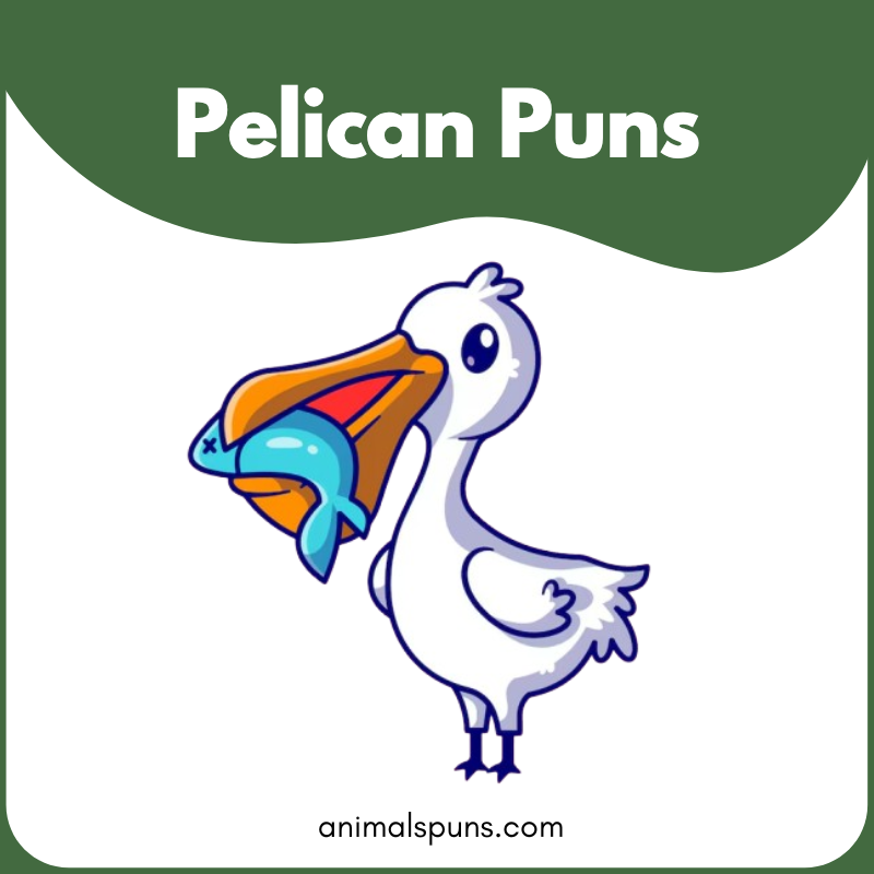 Pelican puns
