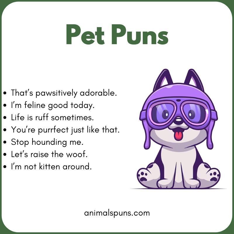 Best Pet Puns of All Time: pet pun illustration