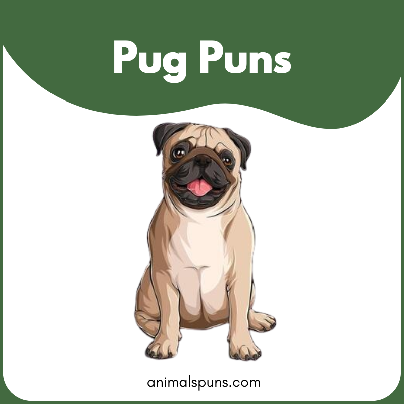 Pug puns