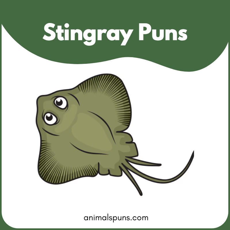 Stingray puns