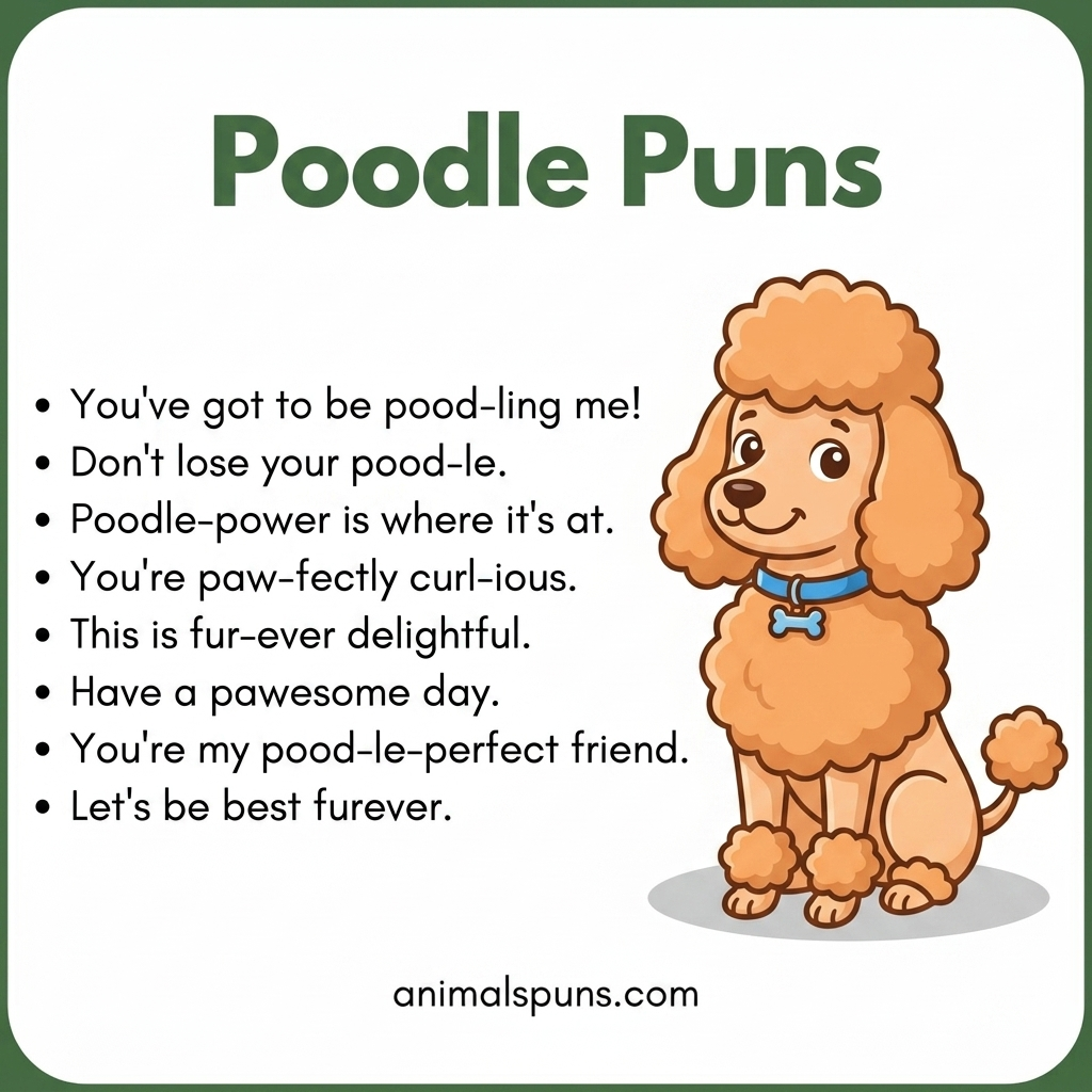 Best Poodle Puns of All Time: poodle pun illustration